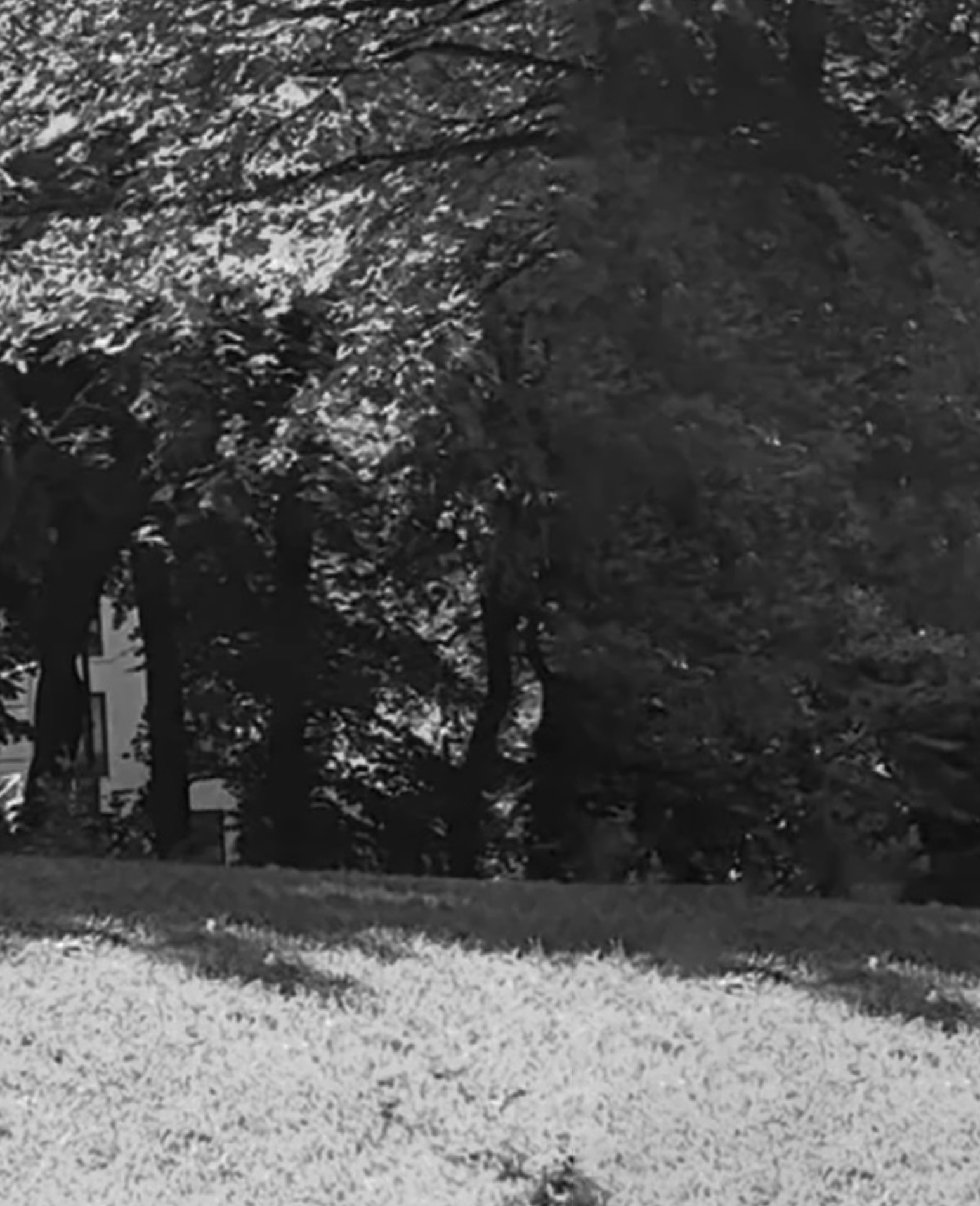 dancing in the park