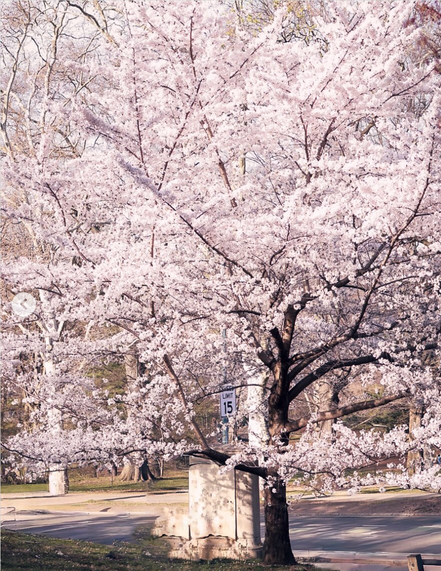 cherry blossom magic