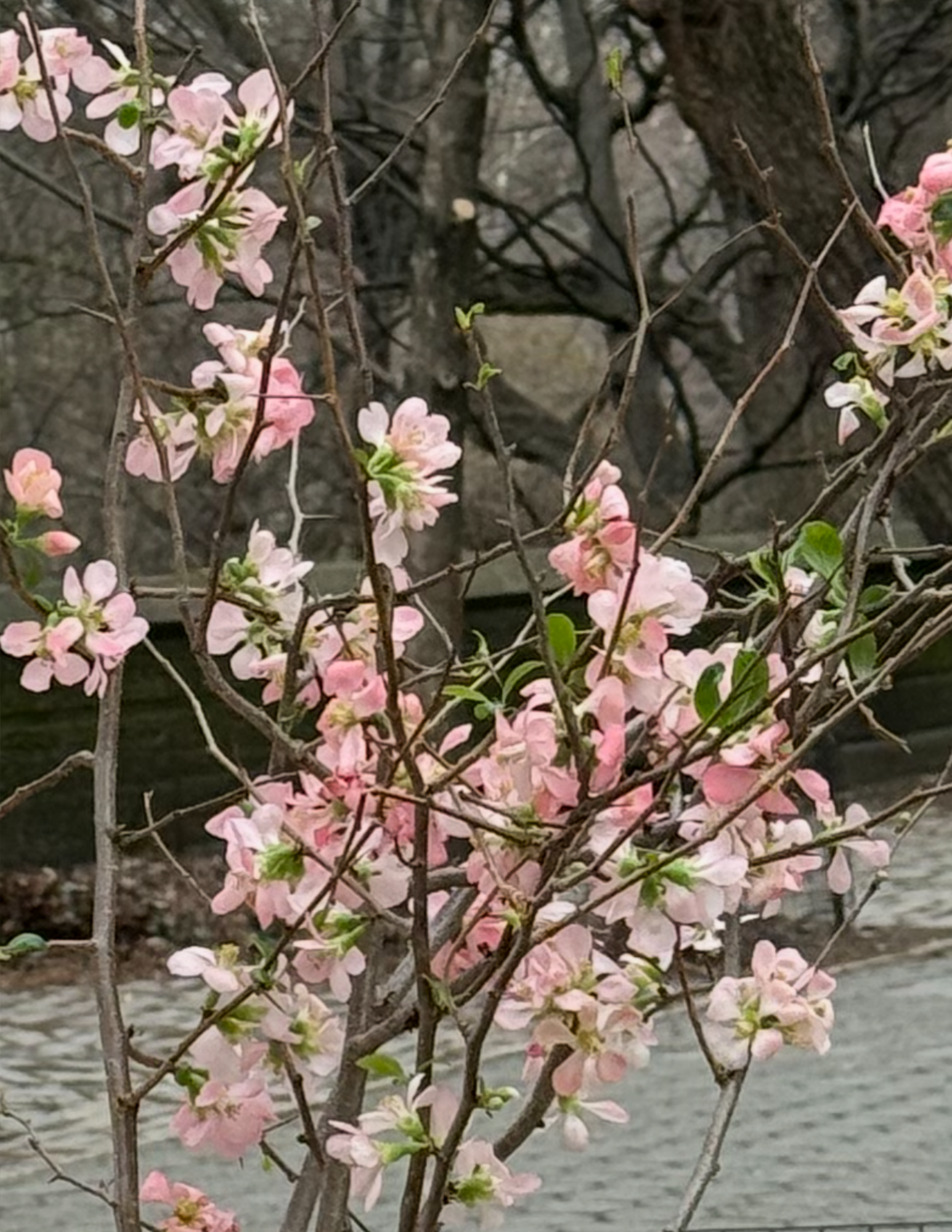loving spring