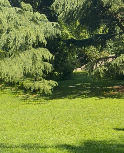 dancing in the park