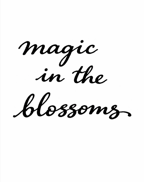 cherry blossom magic